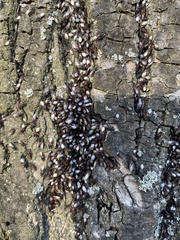 Oxycarenus lavaterae
