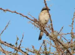 Lanius excubitor elegans