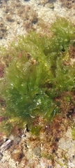 Ulva lactuca