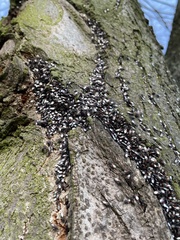 Oxycarenus lavaterae