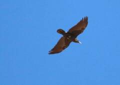 Corvus ruficollis