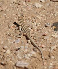 Acanthodactylus boskianus