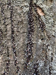 Oxycarenus lavaterae