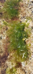 Ulva lactuca