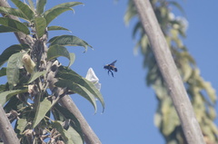 Bombus sonorus