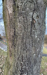 Oxycarenus lavaterae