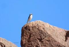 Lanius excubitor elegans