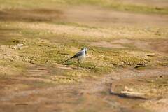 Motacilla alba