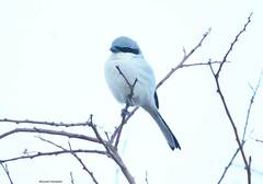 Lanius excubitor elegans