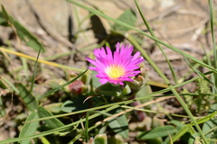 Delosperma sutherlandii