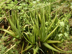 Aloe vera