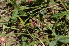 Delosperma sutherlandii