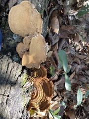 Fuscoporia