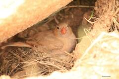 Bucanetes githagineus