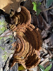 Fuscoporia