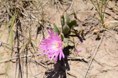 Delosperma sutherlandii