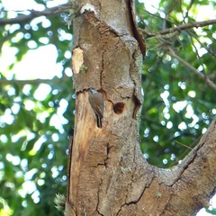 Picumnus albosquamatus