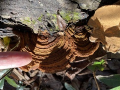 Fuscoporia