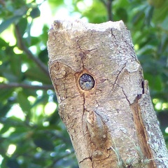 Picumnus albosquamatus