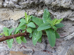 Hypericum hircinum