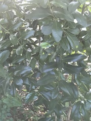 Myrsine cubana