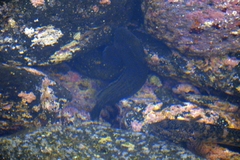 Parablennius parvicornis