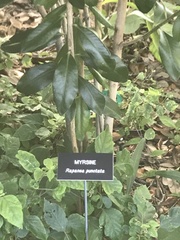 Myrsine cubana