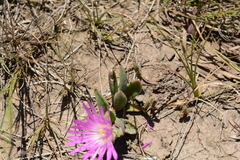 Delosperma sutherlandii