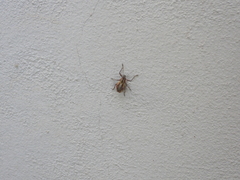 Naupactus xanthographus