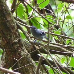 Thamnophilus caerulescens