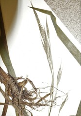 Bromus nottowayanus