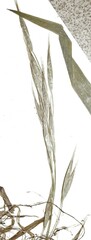 Bromus nottowayanus