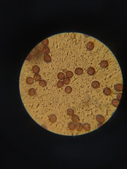 Diderma montanum
