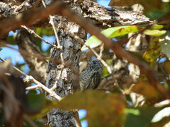 Picumnus albosquamatus