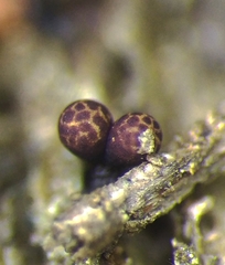 Trichia botrytis