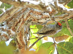 Picumnus albosquamatus