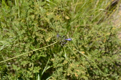 Agapanthus campanulatus