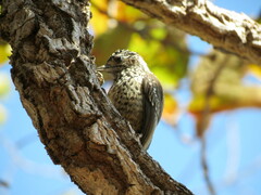 Picumnus albosquamatus