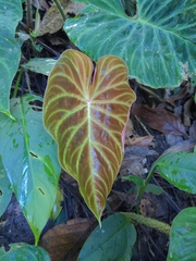 Philodendron verrucosum image