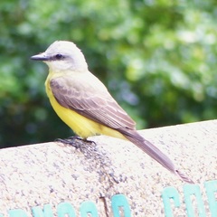 Tyrannus albogularis