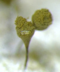 Trichia crateriformis