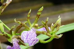 Zygopetalum
