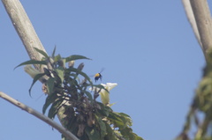 Bombus sonorus