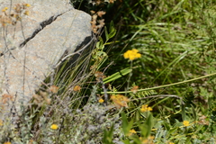 Agapanthus campanulatus