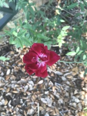 Rosaceae