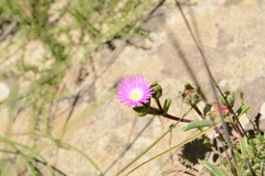 Delosperma sutherlandii