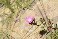 Delosperma sutherlandii