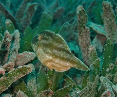 Paramonacanthus nematophorus