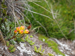 Gentianella hirculus