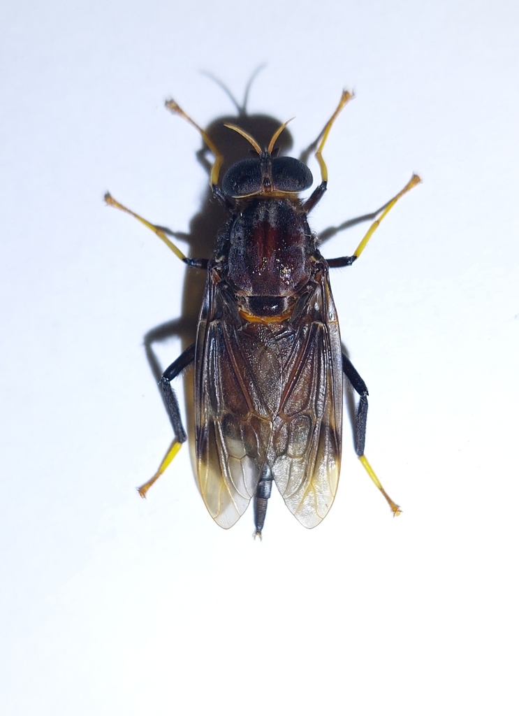 Pantophthalmus planiventris